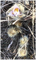 CROCUS’S ARE OUT! So Spring ….