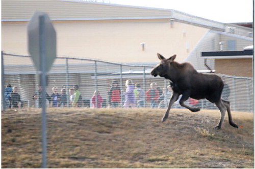 MOOSE ON THE LOOSE in ….