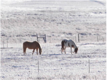 THESE TWO HORSES battle the ….