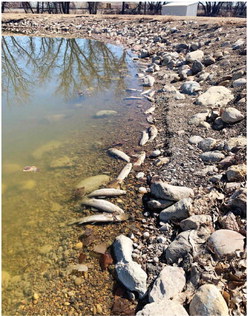 Numerous Ponds in NE Montana Winterkilled Numerous Ponds in NE Montana Winterkilled