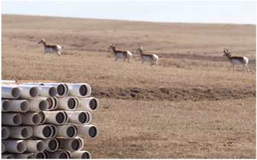 THIS FOURSOME OF ANTELOPE heading ….