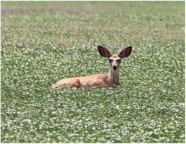 THE BROWN DEER was resting ….