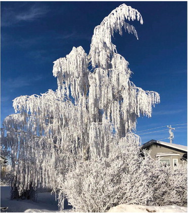 FOG AND JACK FROST