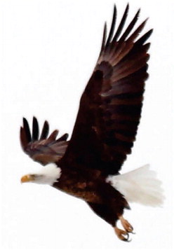 NOT ALL BIRDS FLY SOUTH …. NOT ALL BIRDS FLY SOUTH ….