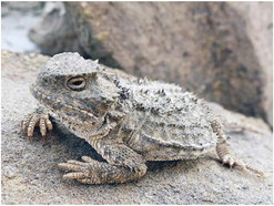 Be on the Lookout  For the Greater  Short-horned Lizards