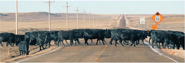 CATTLE CROSSING ON THE 248 ….