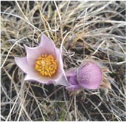 Crocus alert! 	  Stephanie ….