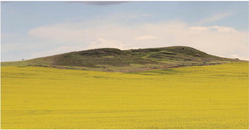 A SEA OF YELLOW canola ….