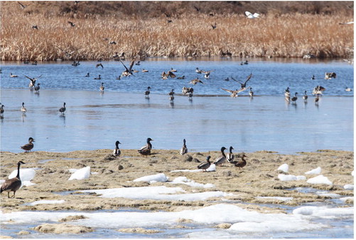 THE BIRDS ARE BACK IN ….