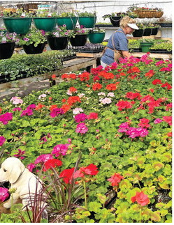 PRAIRIE PETALS, greenhouse is opening ….