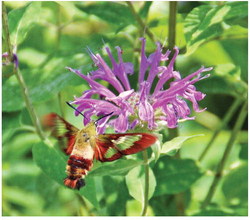 Create, Plant, and Maintain A Pollinator Garden Create, Plant, and Maintain A Pollinator Garden