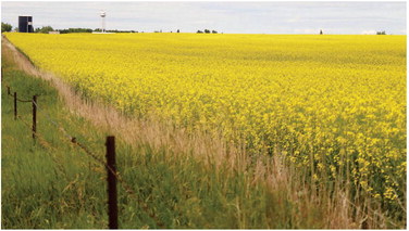 SEA OF YELLOW CANOLA — ….