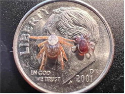 Blacklegged Tick In Montana Blacklegged Tick In Montana