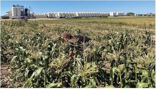 SWEET CORN’S READY! Cahill Seeds ….