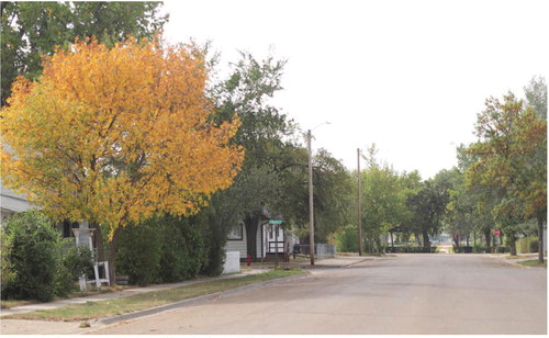 THIS RED ASH TREE ON ….