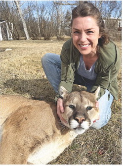 Mountain Lion  Taken North of  Madoc