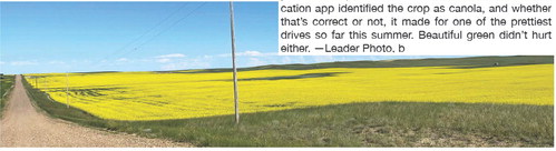 A SEA OF YELLOW—On a ….